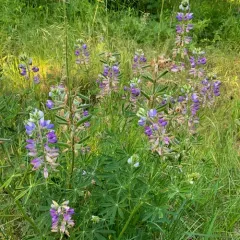 Broadleaf Lupine thumbnail 2