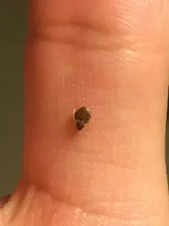 swallow nest bug thumbnail 3