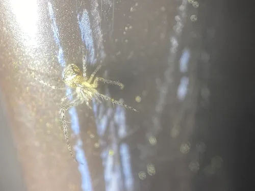 Reticulated Pirate Spider