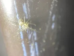 Reticulated Pirate Spider thumbnail 1
