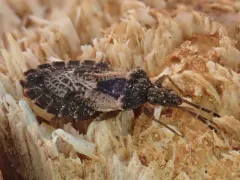 Aradus proboscideus thumbnail 3