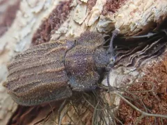 Calitys scabra thumbnail 4