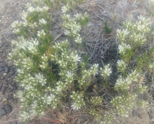 Franklin's Sandwort
