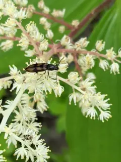 Liotrichus umbripennis thumbnail 4