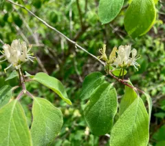 Fly Honeysuckle thumbnail 1