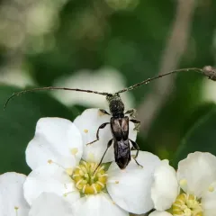 Bimaculate Longhorn Beetle thumbnail 2