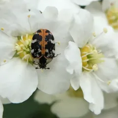 Common Carpet Beetle thumbnail 3