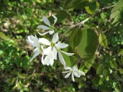beautiful serviceberry thumbnail 3