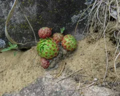 Rolling Hen-and-chicks thumbnail 4