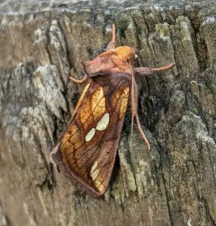 West Coast Plusia thumbnail 1