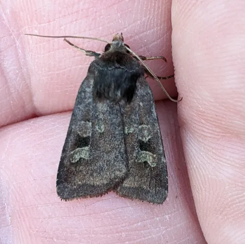 Diarsia rosaria