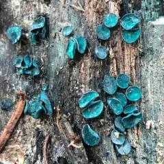 Turquoise Elfcup thumbnail 1