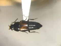 Tachinus luridus thumbnail 1