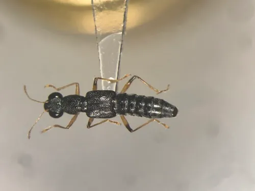 Stenus flavicornis