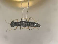 Stenus flavicornis thumbnail 1