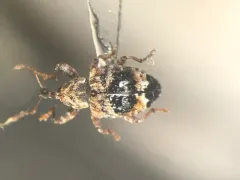 Conotrachelus corni thumbnail 1