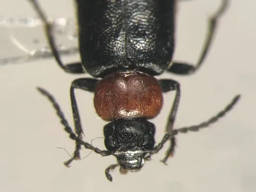 Pedilus canaliculatus
