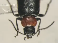 Pedilus canaliculatus thumbnail 1