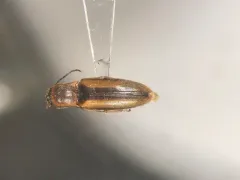 Dalopius gentilis thumbnail 1