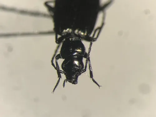 Apristus subsulcatus