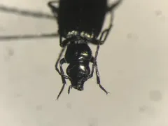 Apristus subsulcatus thumbnail 1