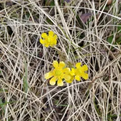 Prairie Buttercup thumbnail 2