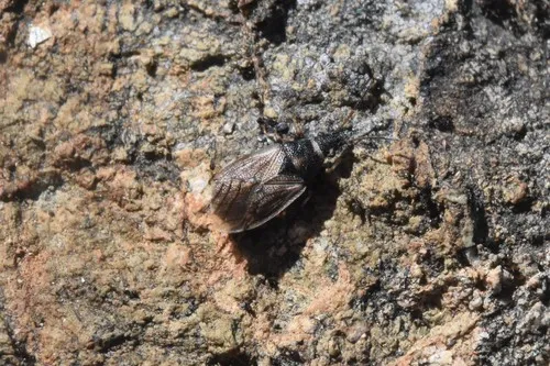 Crophius bohemani