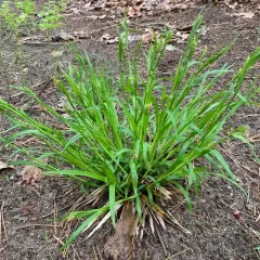 eastern woodland sedge thumbnail 2