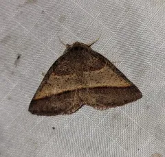 Yellow-washed Metarranthis Moth thumbnail 3