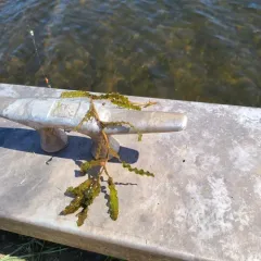 Curly-leaf Pondweed thumbnail 3