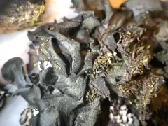 Bearded Jellyskin Lichen thumbnail 4