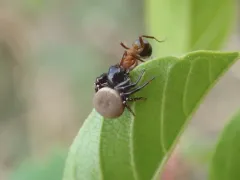 Xysticus alboniger thumbnail 2