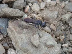 Liris argentatus thumbnail 4