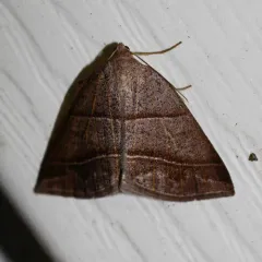 Northern Petrophora Moth thumbnail 3