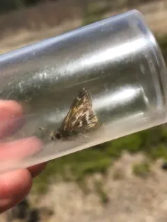 Cobweb Skipper thumbnail 4