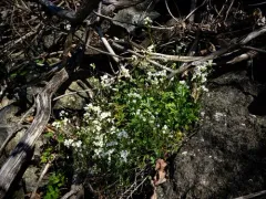 Garden Arabis thumbnail 2