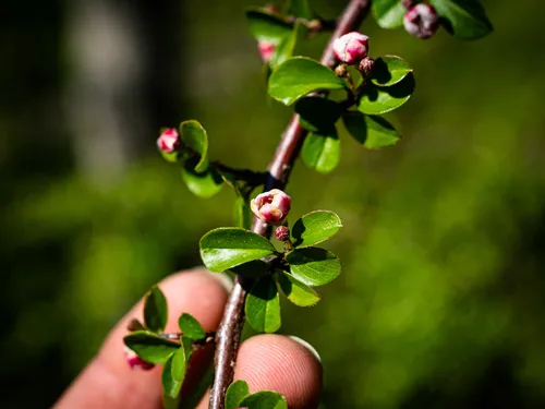 cranberry cotoneaster
