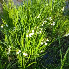 Summer snowflake thumbnail 2
