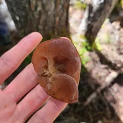 Jelly Tree Ear thumbnail 2