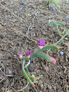 broadstemmed onion thumbnail 3