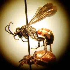 Ammosphex michiganensis thumbnail 2