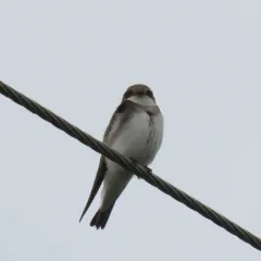 Bank Swallow thumbnail 4