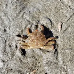 Helmet Crab thumbnail 2