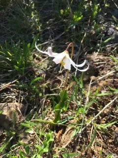 Coast Range Fawn-lily thumbnail 3