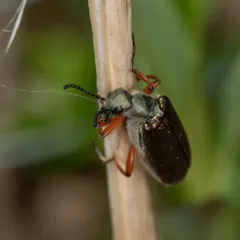 Brassy Blister Beetle thumbnail 1