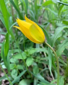 Wild Tulip thumbnail 2