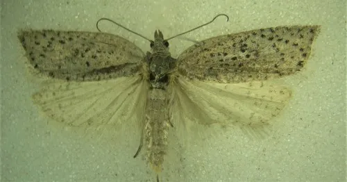 Acleris capizziana