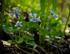 Le Conte's Violet thumbnail 2