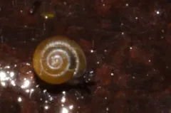 Conical Spot thumbnail 4