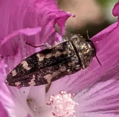 Acmaeodera connexa thumbnail 2